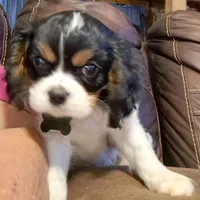 Crispy, a male Cavalier King Charles Spaniel for sale in Longview, TX – Photo 1 of 3
