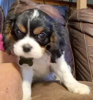 Crispy, a male Cavalier King Charles Spaniel for sale in Longview, TX – Photo 1 of 3