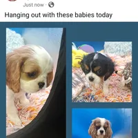 Crispy, a male Cavalier King Charles Spaniel for sale in Longview, TX – Photo 3 of 3