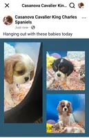 Crispy, a male Cavalier King Charles Spaniel for sale in Longview, TX – Photo 3 of 3