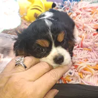 Crispy, a male Cavalier King Charles Spaniel for sale in Longview, TX – Photo 2 of 3