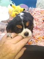 Crispy, a male Cavalier King Charles Spaniel for sale in Longview, TX – Photo 2 of 3