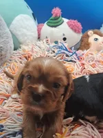 Bea, a female Cavalier King Charles Spaniel for sale in Longview, TX – 2 of 8
