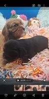 Scooter, a male Cavalier King Charles Spaniel for sale in Longview, TX – 2 of 5