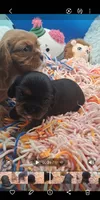 Scooter, a male Cavalier King Charles Spaniel for sale in Longview, TX – 5 of 5
