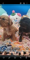 Scooter, a male Cavalier King Charles Spaniel for sale in Longview, TX – 4 of 5