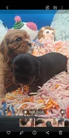 Scooter, a male Cavalier King Charles Spaniel for sale in Longview, TX – 3 of 5