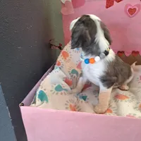 Buzz, a male Cavalier King Charles Spaniel for sale in Longview, TX – Photo 2 of 4