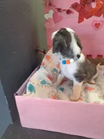 Buzz, a male Cavalier King Charles Spaniel for sale in Longview, TX – Photo 2 of 4