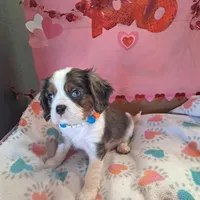 Buzz, a male Cavalier King Charles Spaniel for sale in Longview, TX – Photo 1 of 4