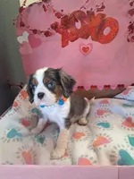 Buzz, a male Cavalier King Charles Spaniel for sale in Longview, TX – Photo 1 of 4