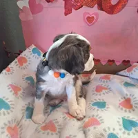 Buzz, a male Cavalier King Charles Spaniel for sale in Longview, TX – Photo 3 of 4