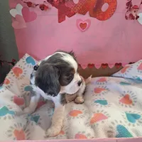 Buzz, a male Cavalier King Charles Spaniel for sale in Longview, TX – Photo 4 of 4