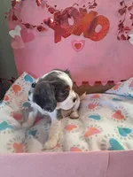 Buzz, a male Cavalier King Charles Spaniel for sale in Longview, TX – Photo 4 of 4