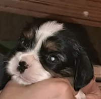 King, a male Cavalier King Charles Spaniel for sale in Longview, TX – 5 of 10