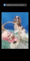 Lover, a male Cavalier King Charles Spaniel for sale in Longview, TX – 5 of 6