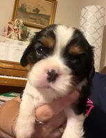 King, a male Cavalier King Charles Spaniel for sale in Longview, TX – 1 of 10