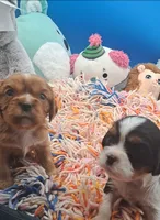 King, a male Cavalier King Charles Spaniel for sale in Longview, TX – 10 of 10