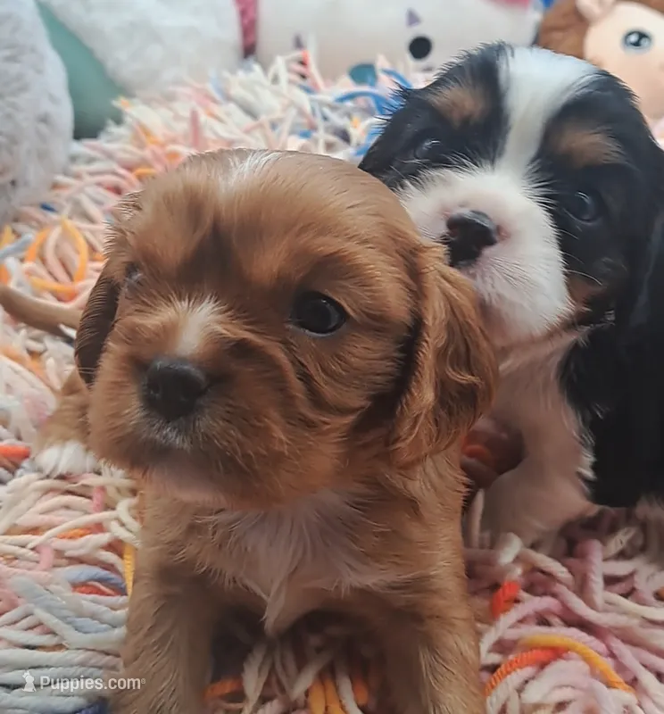 Bea – Cavalier King Charles Spaniel puppy for sale in Longview, TX