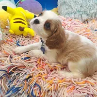 Periwinkle, a male Cavalier King Charles Spaniel for sale in Longview, TX – Photo 5 of 5