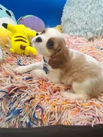 processed/4b34b4c4-5ea8-47cc-8bd0-51bb2c9a29c1/listing/6cbfdd4a-129d-4d5c-8a07-f60aae13b5d4/2dac4563-6337-41fa-a96e-c9bd5de7e8da