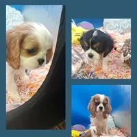 Periwinkle, a male Cavalier King Charles Spaniel for sale in Longview, TX – Photo 1 of 5
