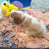 Periwinkle, a male Cavalier King Charles Spaniel for sale in Longview, TX – Photo 3 of 5