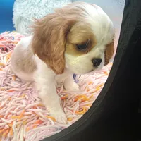 Periwinkle, a male Cavalier King Charles Spaniel for sale in Longview, TX – Photo 4 of 5