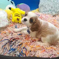 Periwinkle, a male Cavalier King Charles Spaniel for sale in Longview, TX – Photo 2 of 5