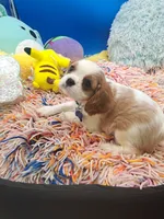 processed/4b34b4c4-5ea8-47cc-8bd0-51bb2c9a29c1/listing/6cbfdd4a-129d-4d5c-8a07-f60aae13b5d4/fa218595-c1e7-4e33-a96f-896a3633a12d