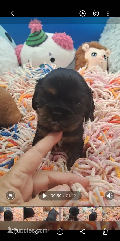 Scooter – Cavalier King Charles Spaniel puppy for sale in Longview, TX
