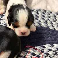 Babies, a female Cavalier King Charles Spaniel for sale in Longview, TX – Photo 2 of 4