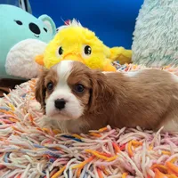 Babies, a female Cavalier King Charles Spaniel for sale in Longview, TX – Photo 4 of 4