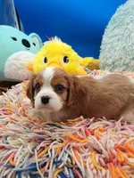 processed/4b34b4c4-5ea8-47cc-8bd0-51bb2c9a29c1/listing/8bf87e46-851b-459b-a1d9-2dc847c537f4/50845cc8-f034-42a6-808b-a1652a1c29fc