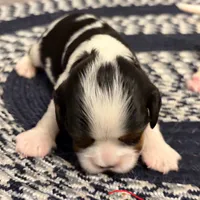 Babies, a female Cavalier King Charles Spaniel for sale in Longview, TX – Photo 1 of 4