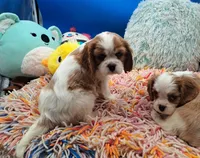 processed/4b34b4c4-5ea8-47cc-8bd0-51bb2c9a29c1/listing/8bf87e46-851b-459b-a1d9-2dc847c537f4/e7406120-9192-4e3f-b2e9-f6fd7cf48fcd