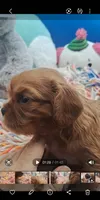 Bea, a female Cavalier King Charles Spaniel for sale in Longview, TX – 7 of 8