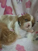 Lover, a male Cavalier King Charles Spaniel for sale in Longview, TX – 1 of 6