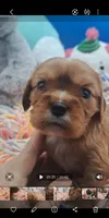 Bea, a female Cavalier King Charles Spaniel for sale in Longview, TX – 6 of 8