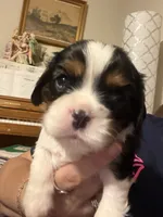 King, a male Cavalier King Charles Spaniel for sale in Longview, TX – 6 of 10