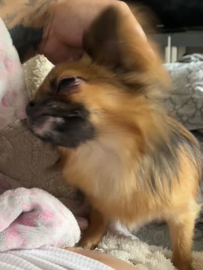 Cosmo AKC, a male Chihuahua for sale in Durham, NC – 5 of 5