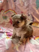 Valentino, a male Chihuahua for sale in Leominster, MA – Photo 3 of 3