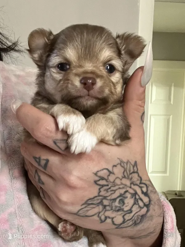 Valentino – Chihuahua puppy for sale in Leominster, MA