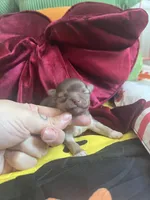 Valentino, a male Chihuahua for sale in Leominster, MA – Photo 3 of 3