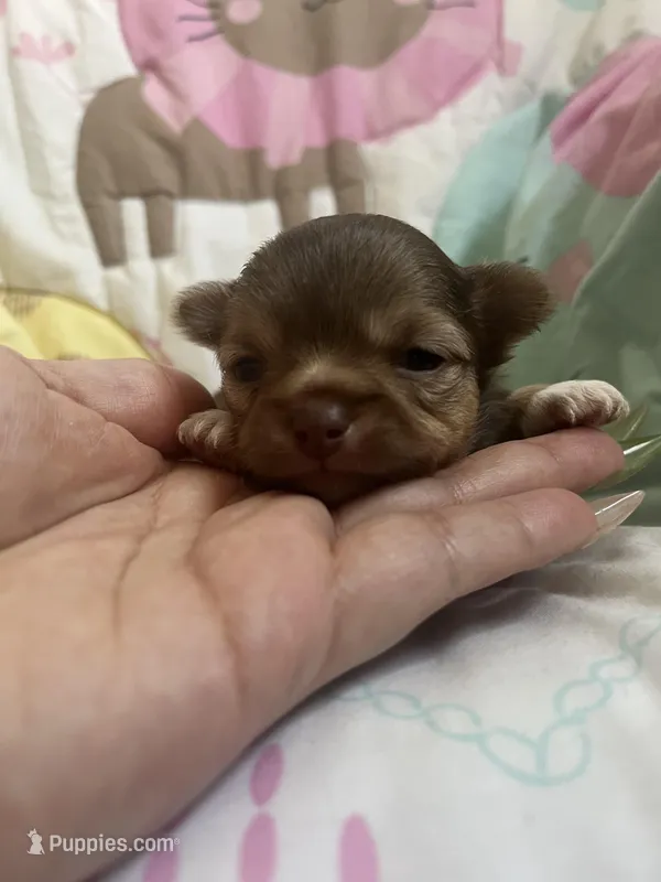 Valentino – Chihuahua puppy for sale in Leominster, MA
