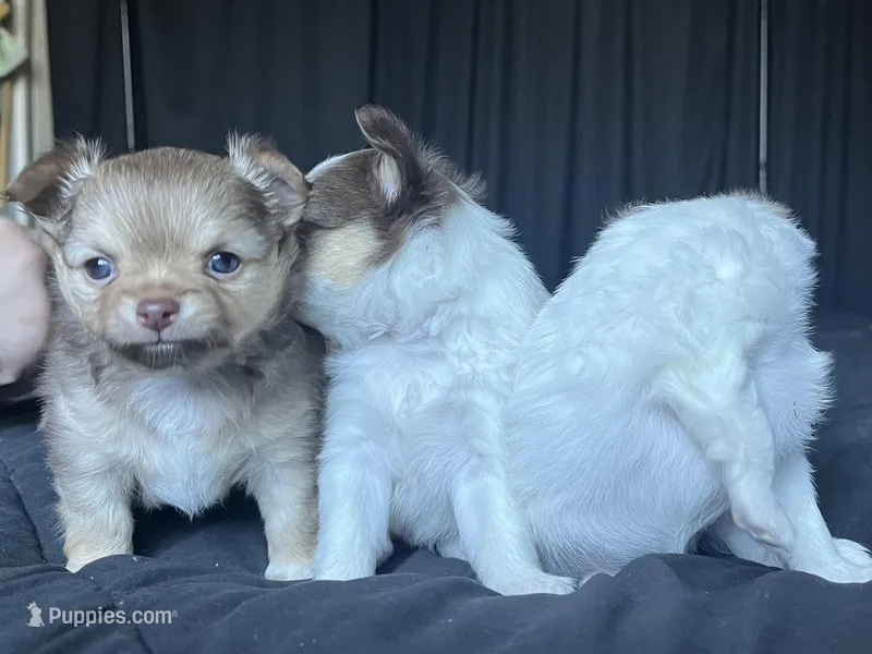 Valentino – Chihuahua puppy for sale in Leominster, MA