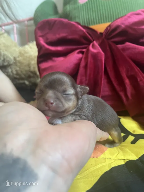 Valentino, a male Chihuahua for sale in Leominster, MA – Photo 1 of 3