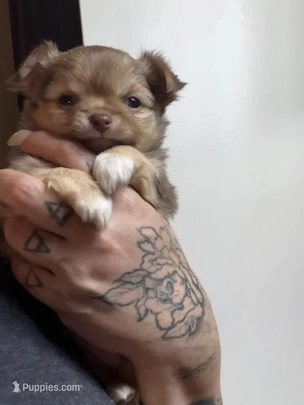 Valentino – Chihuahua puppy for sale in Leominster, MA