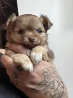 Valentino, a male Chihuahua for sale in Leominster, MA – Photo 2 of 3