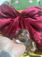 Valentino, a male Chihuahua for sale in Leominster, MA – Photo 2 of 3